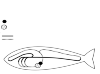 circulation in a single fish